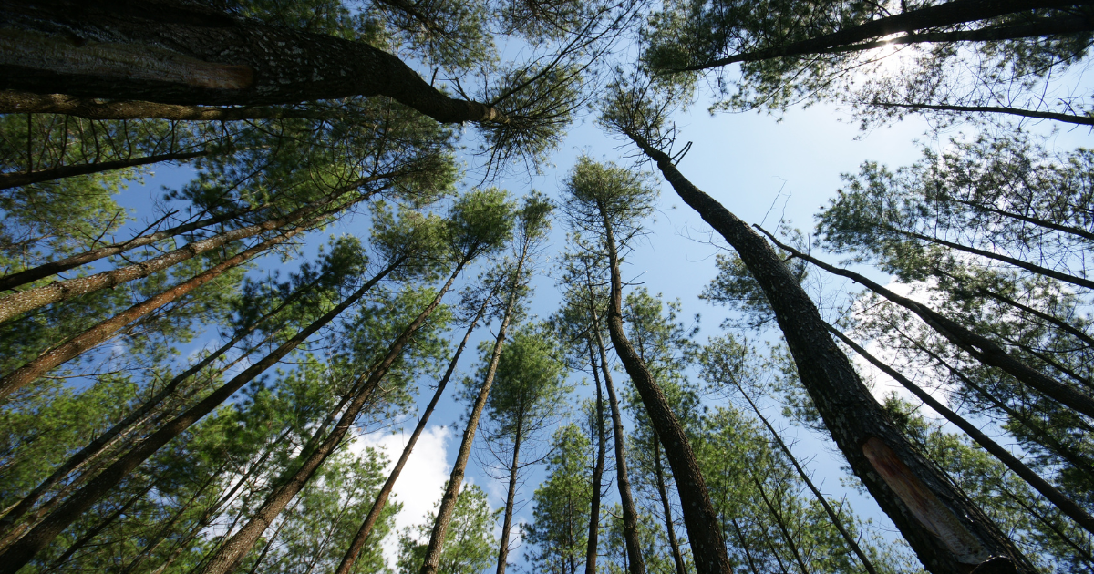 Trees at a lake tahoe campground
