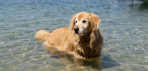 golden retriever in water